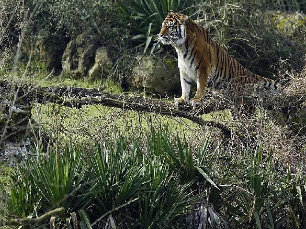 149 BIO PARC DE DOUE LA FONTAINE 3- 2016_000008.jpg
